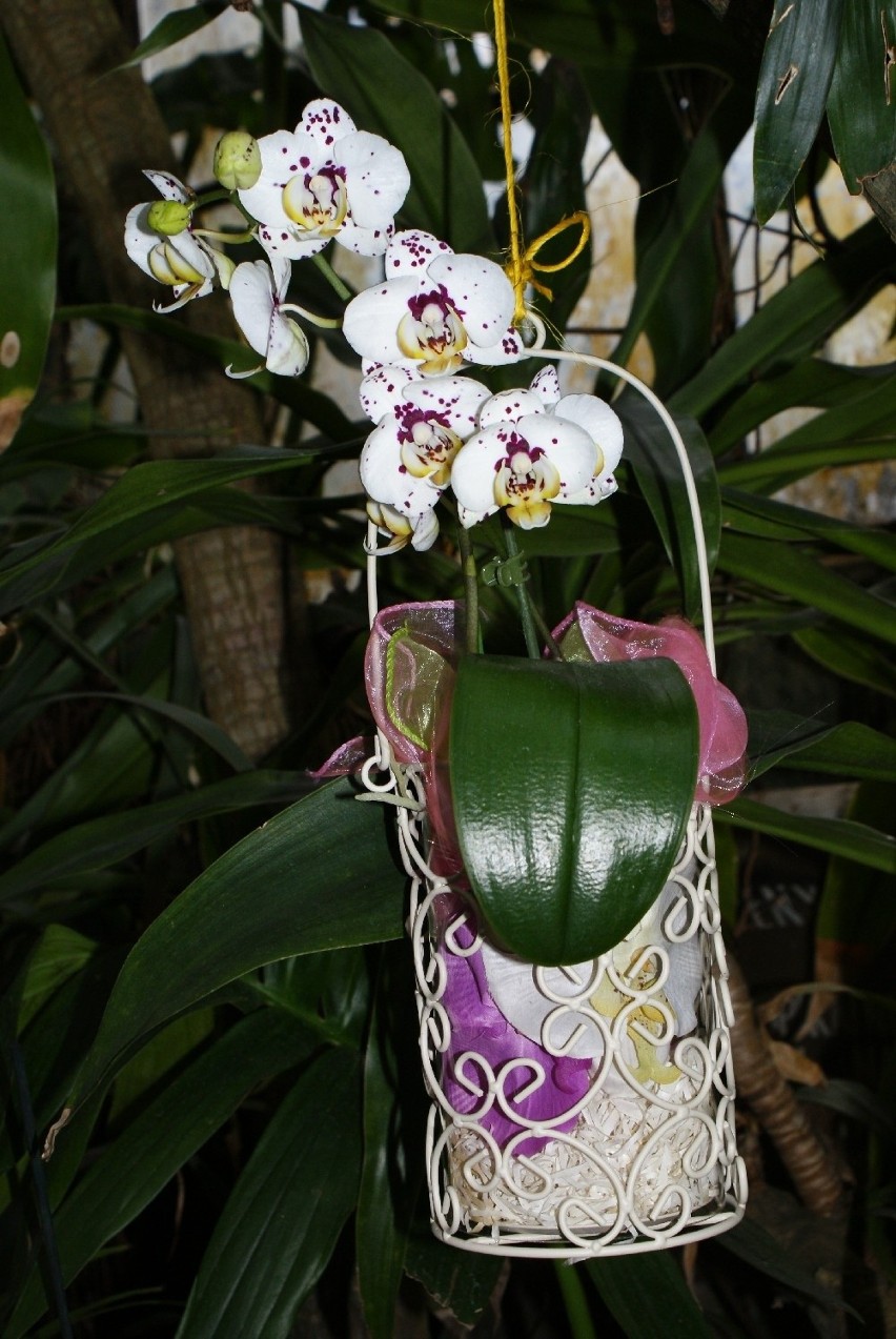 Wystawa orchidei w sosnowieckim Egzotarium 18 i 19 kwietnia