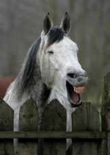 Prima aprilis: Koń by się uśmiał! [SPROSTOWANIA]