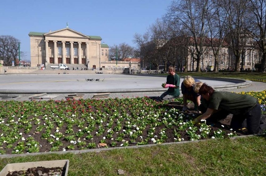 Poznań: Rozpoczęło się wiosenne sadzenie kwiatów [ZDJĘCIA]