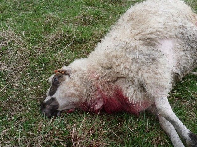 Nieznany drapieżnik zadusił od razu 32 owce, a cztery kolejne w następnych dniach