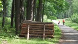 Puszcza Pszczyńska - zielona granica między Tychami a Kobiórem [ZDJĘCIA]