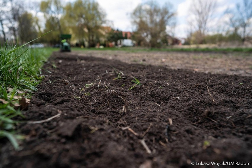 Powstają pierwsze łąki kwietne w Radomiu. Zamiast wykoszonych trawników będą kwitnące zieleńce