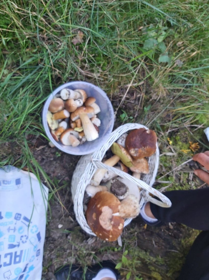 Oleśniczanie pochwalili się zbiorami grzybów. Mieli bardzo udane grzybobranie! 