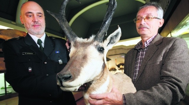 - Nie ugryzie? - żartował Dariusz Staniów (z lewej), dyrektor Izby Celnej we Wrocławiu. - Wspaniale zachowany okaz - cieszył się prof. Tadeusz Stawarczyk