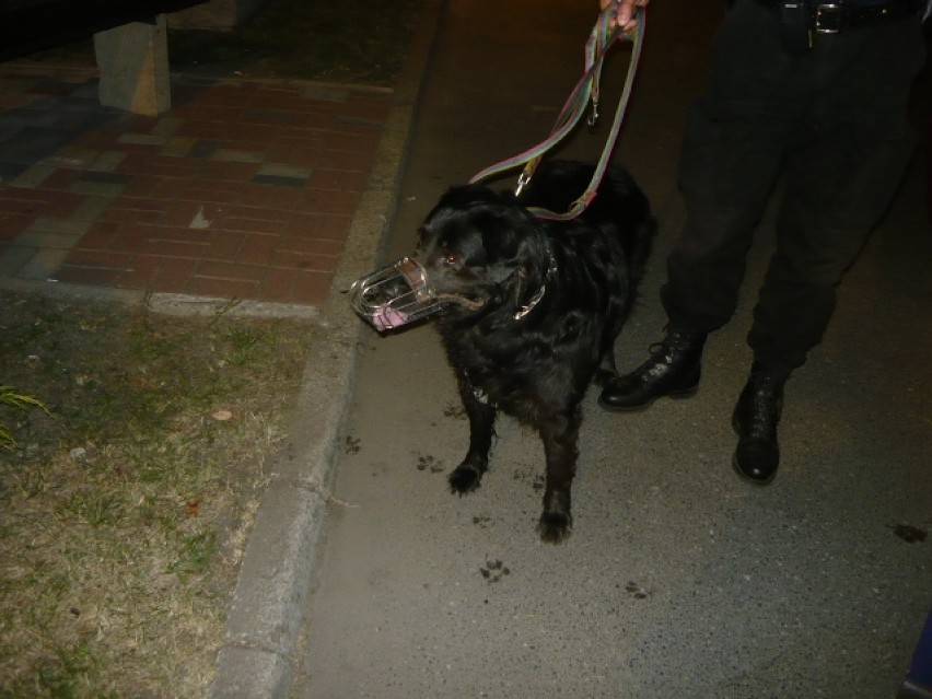Pies odnaleziony 19.07.2014 przy ul. Słowackiego