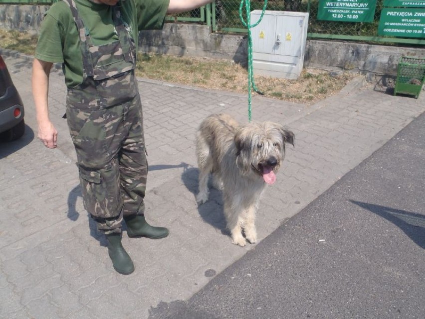 Pies odnaleziony 18.07.2014 przy ul. Syrokomli