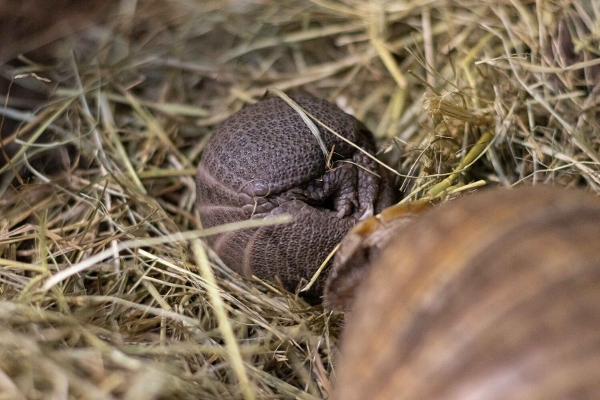 Warszawskie zoo ma nowego mieszkańca. Na świat przyszedł maleńki pancernik. Zwierzę zwinięte w kulkę mieści się na dłoni