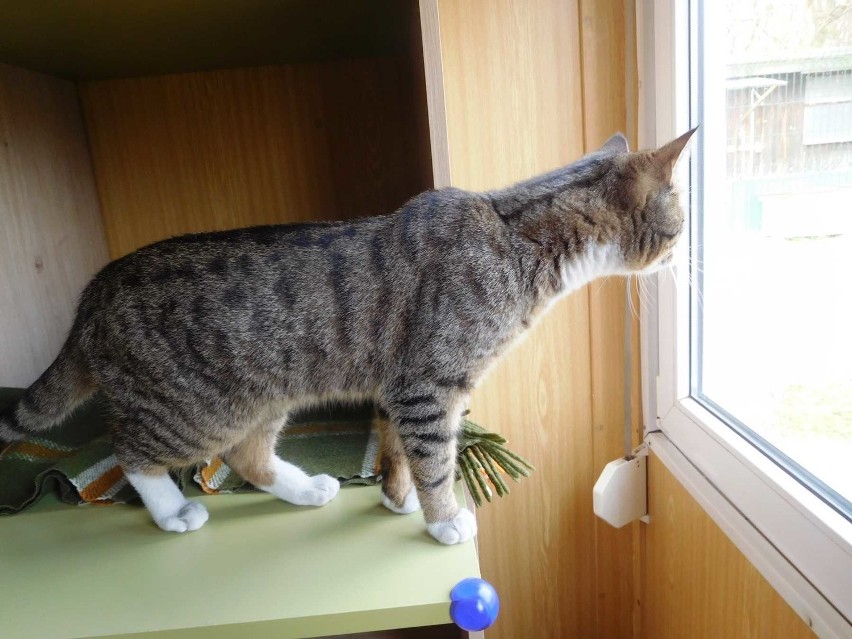 Koty w schronisku dla zwierząt w Szczecinie mają nowe, ciepłe domki
