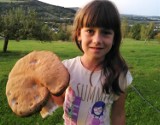 Gorlice. Nikola znalazła olbrzymiego borowika w lesie w Szymbarku. Sezon na grzyby wciąż trwa. Najwięcej jest teraz rydzów i opieniek