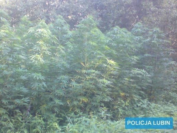Lubińscy policjanci znaleźli nielegalną hodowlę marihuany