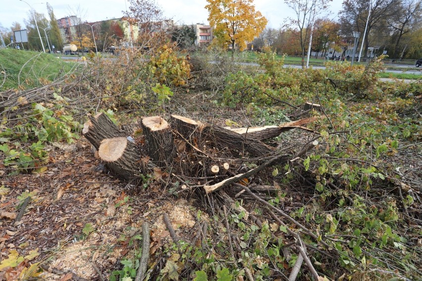 Udana akcja mieszkańców, radnych i stowarzyszeń w Kielcach. Uratowali przed wycinką kilkanaście drzew. Zobacz zdjęcia i film 