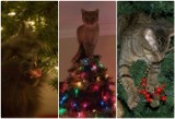Kot plus choinka równa się katastrofa?  Najlepsze świąteczne memy ze zwierzętami i choinką! 