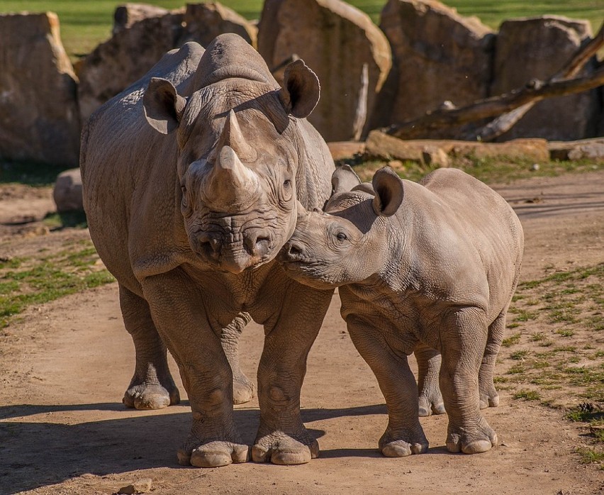 Nosorożce w zamojskim ogrodzie zoologicznym