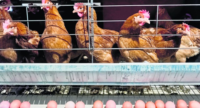 W Zelgniewie miała powstać ferma na 70 tysięcy kurczaków