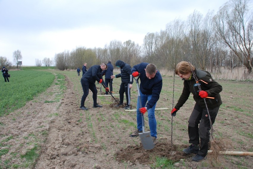 W okolicy Sztutowa posadzono 130 drzewek owocowych. To akcja "Zielony Ład staje się lokalny"
