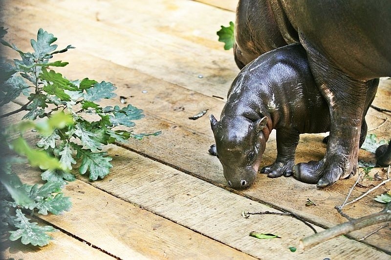 Młody hipopotam we Wrocławskim ZOO (ZDJĘCIA i FILM)