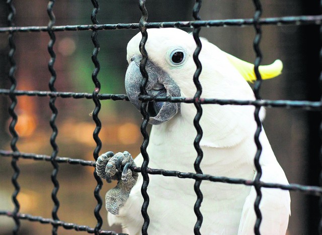 Papugi są przyzwyczajone do obecności ludzi i źle znoszą niewolę