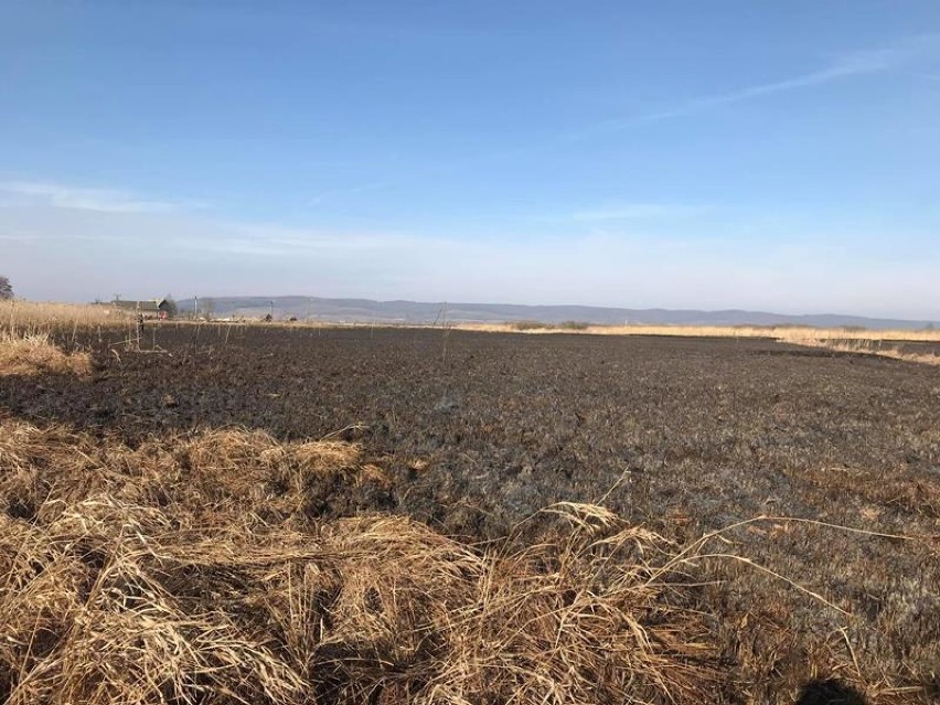 Cztery pożary suchych traw na łąkach nadnoteckich 
