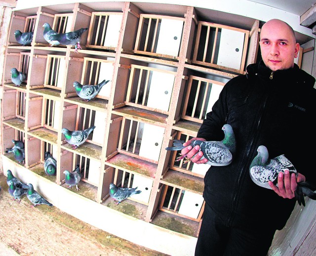W gołębniku Arkadiusza Strzelczyka mieszka 150 ptaków