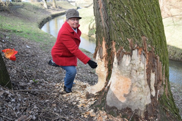 Halina Armatys przy jednym z obgryzionych drzew przez bobry przy ul. Nadbrzeżnej.  To niebawem może runąć z hukiem na ziemię