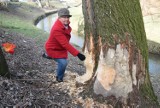 Bobry harcują w Tarnowie. Zagrożone są kolejne drzewa przy Wątoku [ZDJĘCIA]