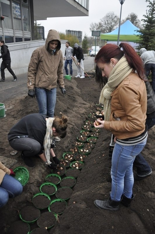 Poznań: Studenci AWF posadzili tysiące kwiatów na terenie uczelni [ZDJĘCIA]