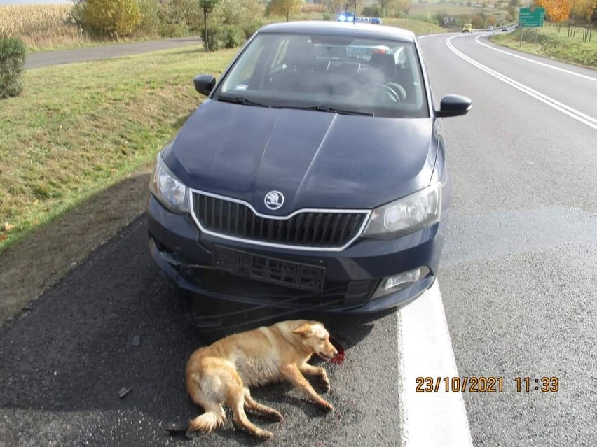 KPP Gniezno. Policjanci pomogli psu, w którego uderzył samochód