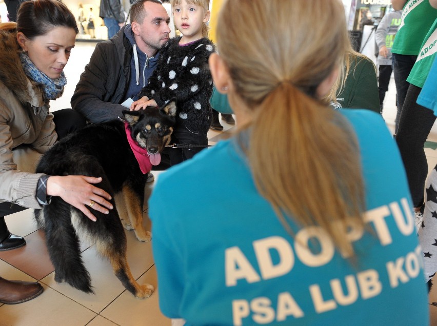 9 kwietnia akcja "Adopcje psów i kotów" w Przemyślu