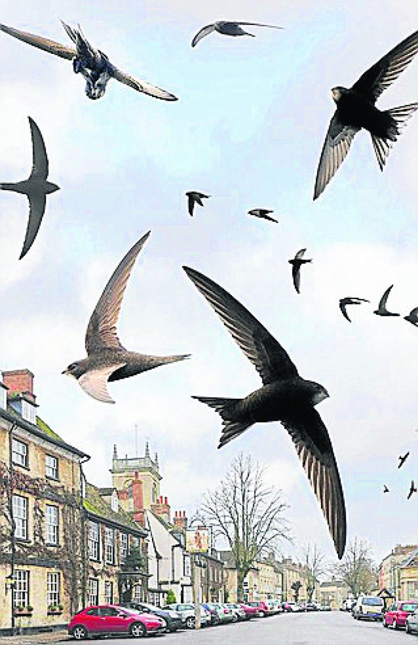 Ewolucja tworzy nowe rasy ptaków miejskich?