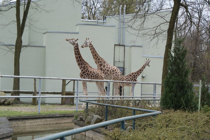 Ostatnie zdjęcia żyraf z łódzkiego zoo