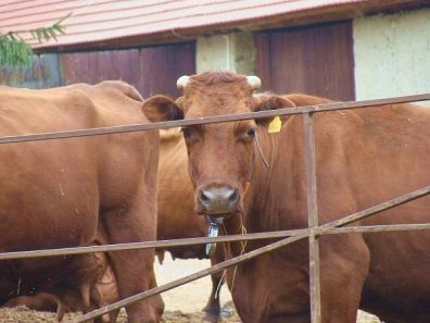 Krowy w Gardei: Czerwone polskie na pomoc czajce i kszykowi