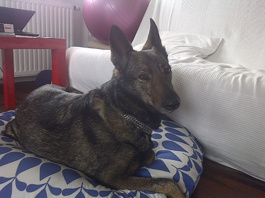 Znaleziono psa w Gdyni Fiakakowo