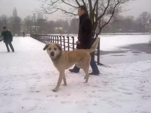 Do schroniska nie chcą przyjąć znalezionego psa