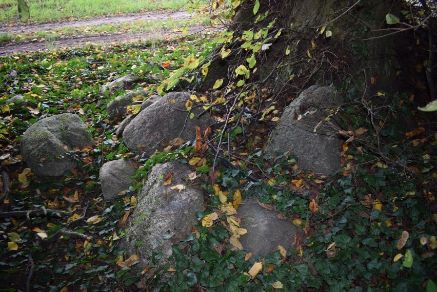 Smutna historia cmentarzy ewangelickich w gminie Gniezno. Po pięknych miejscach został bałagan i bluszcz [FOTO]