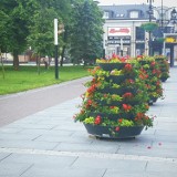 Letnie nasadzenia w mieście. Zobacz jakie i ile kwiatów zdobi ulice Suwałk