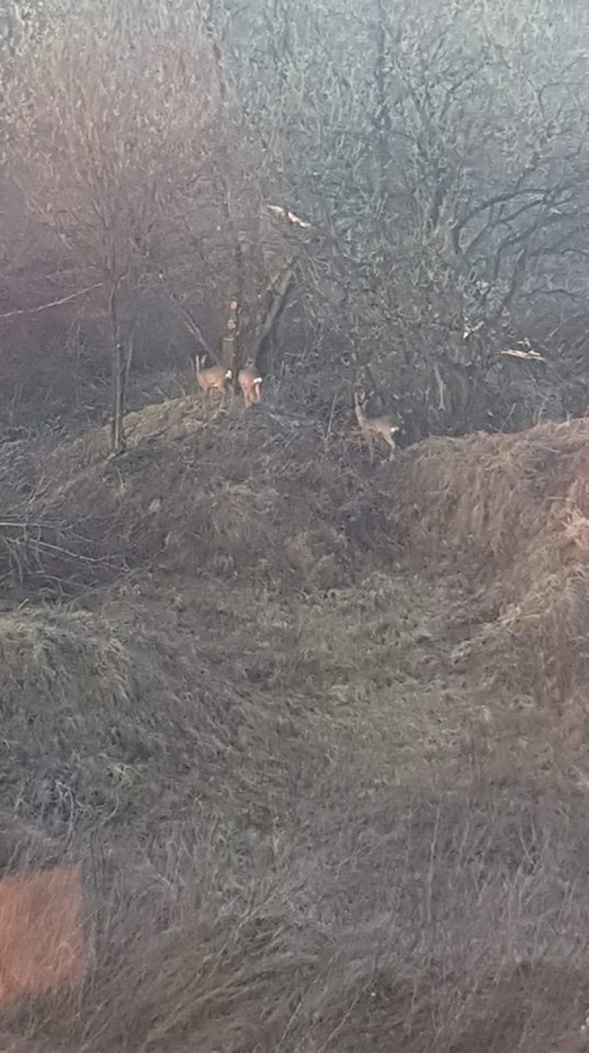 Sarny w pułapce między osiedlami w Czyżynach            