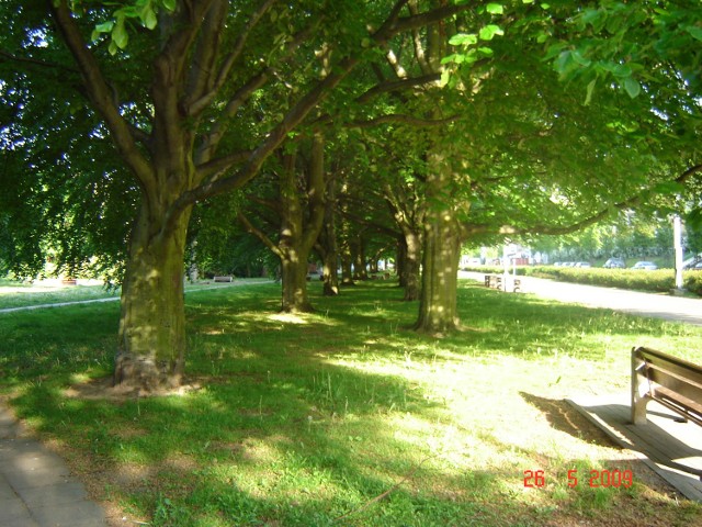 park wzdłuż al.Piłsudskiego w Gdyni.