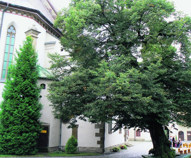 Zabytkowe lipa niebezpiecznie przechyliła się na klasztornym dziedzińcu w Starym Sączu