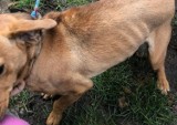 Pies odebrany właścicielowi. Interwencja policjantów z Sadlinek i inspektora kwidzyńskich "Adopciaków" pozwoliła na zabezpieczenie psa