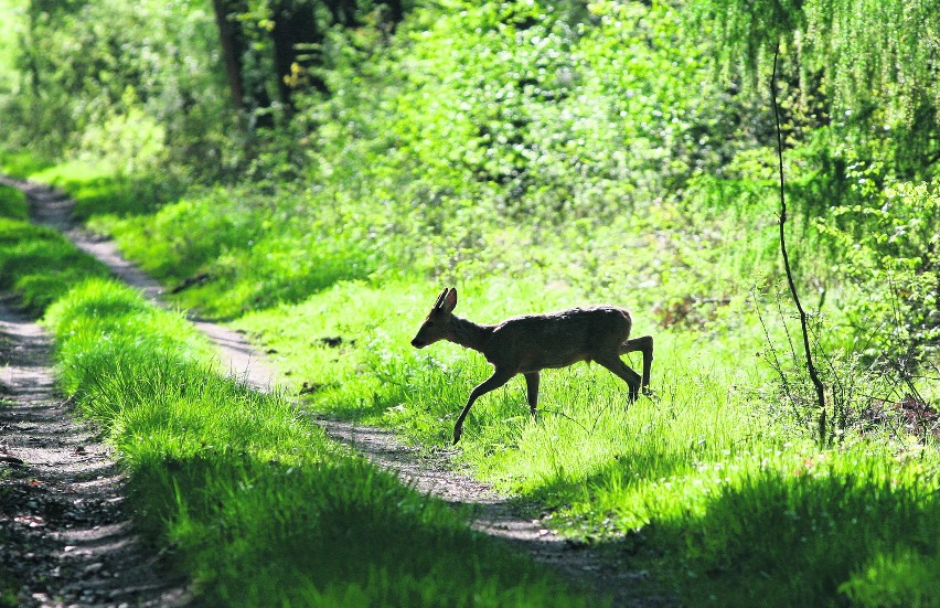 Rezerwat Łężczok zajmuje 409 hektarów powierzchni