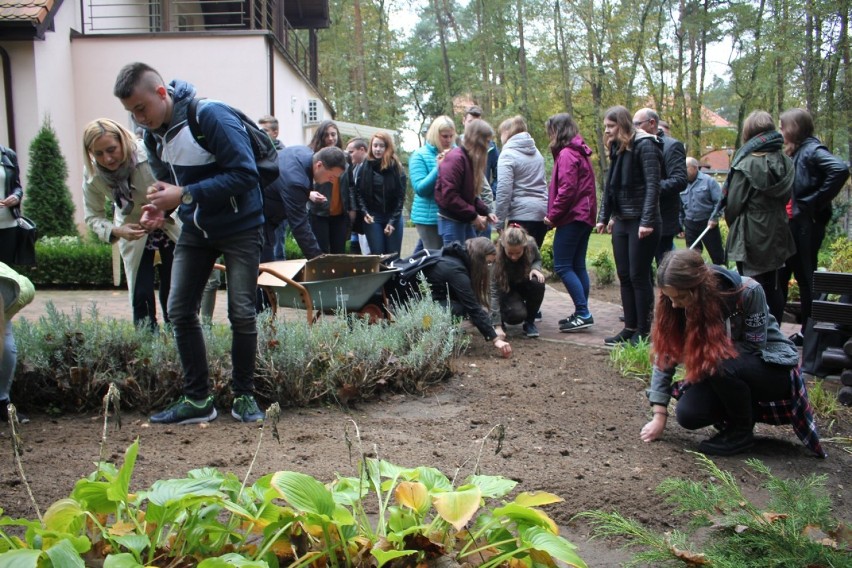 Akcja  sadzenia żonkili w Wągrowcu 