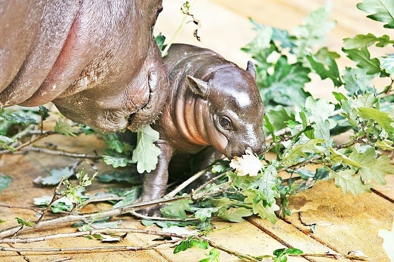 Młody hipopotam we Wrocławskim ZOO (ZDJĘCIA i FILM)