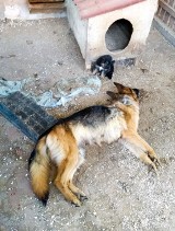 Sokółka. Właścicielka psów z hodowli: w sieci zaszczuto mnie i moje dzieci