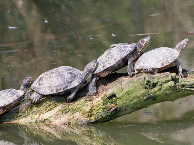 Mięsożerne żółwie zagrażają innym zwierzętom w stawach