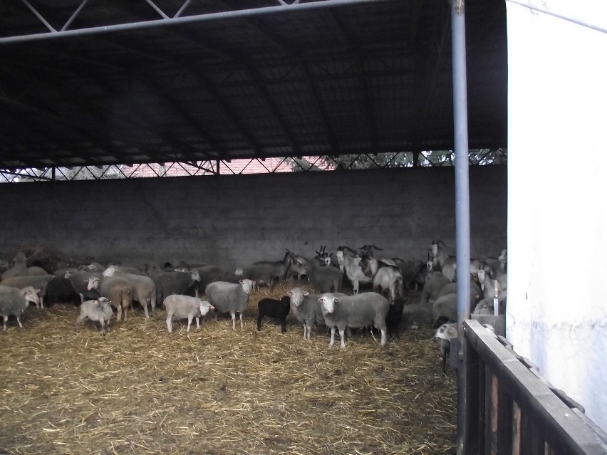 Wrocław hoduje owce i kozy. Wydaliśmy już na nie 100 tys. zł