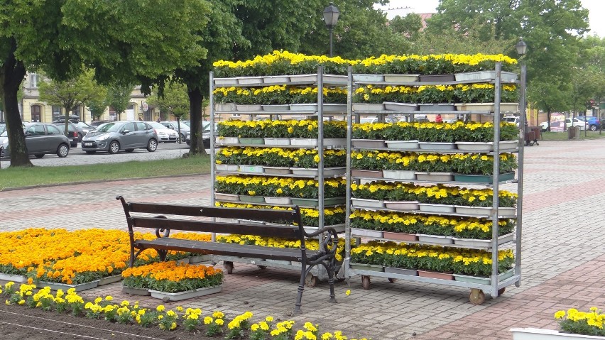 Aksamitki udekorują Plac Tadeusza Kościuszki w Łęczycy