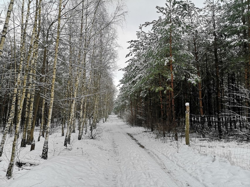 Grudziądz. Trasa parkrun w Lesie Rudnickim zimą. Jest pięknie!