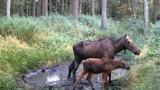 Uroczy mały łoś z mamą nagrany w lesie pod Częstochową. Zobaczcie FILM od Leśnego Kawalera