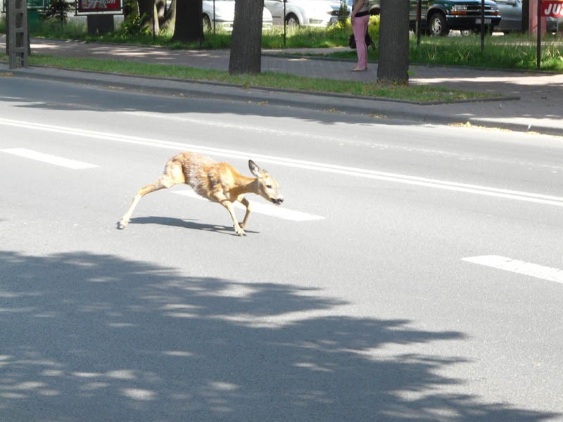 Sarna w centrum Zduńskiej Woli (ZDJĘCIA)