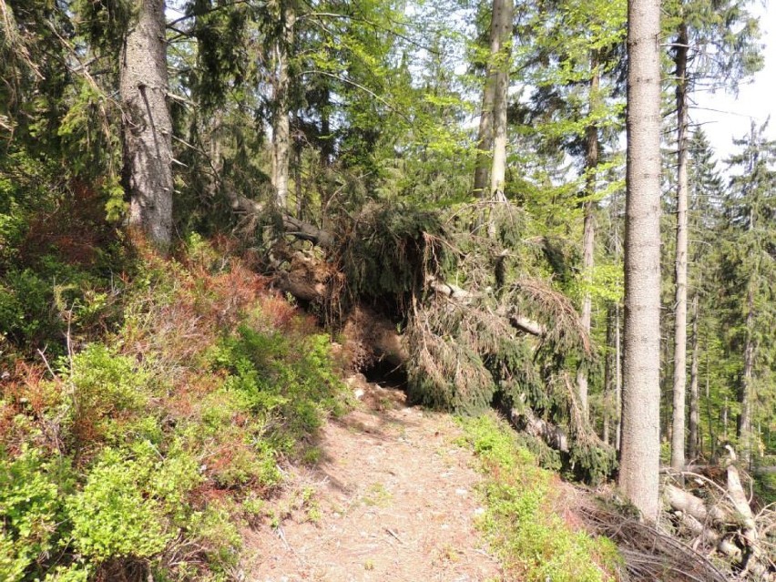 Beskid Żywiecki: Wiele powalonych drzew, szlaki zamknięte [ZDJĘCIA]